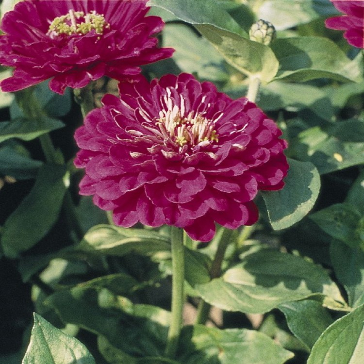 Превью изображения