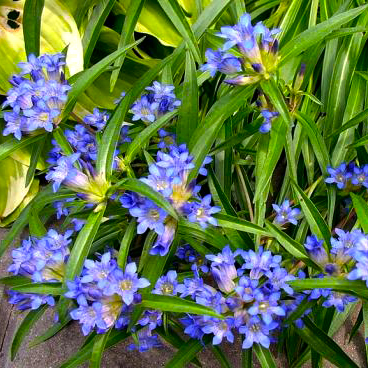 Превью изображения