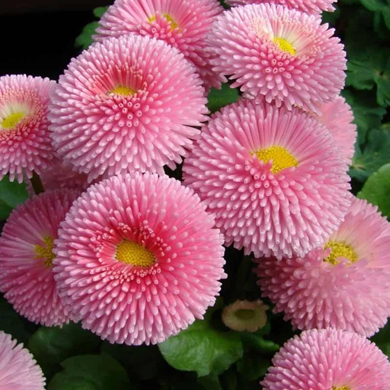 Превью изображения