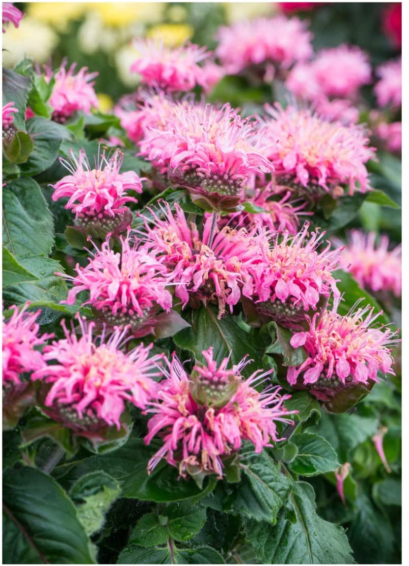 Превью изображения