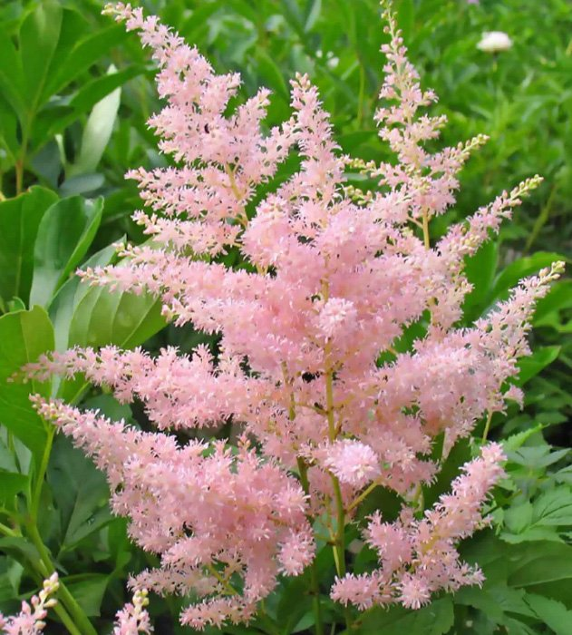 Превью изображения