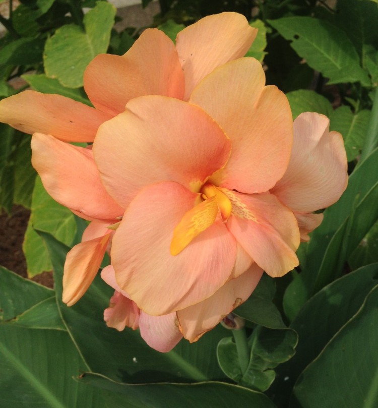 Превью изображения