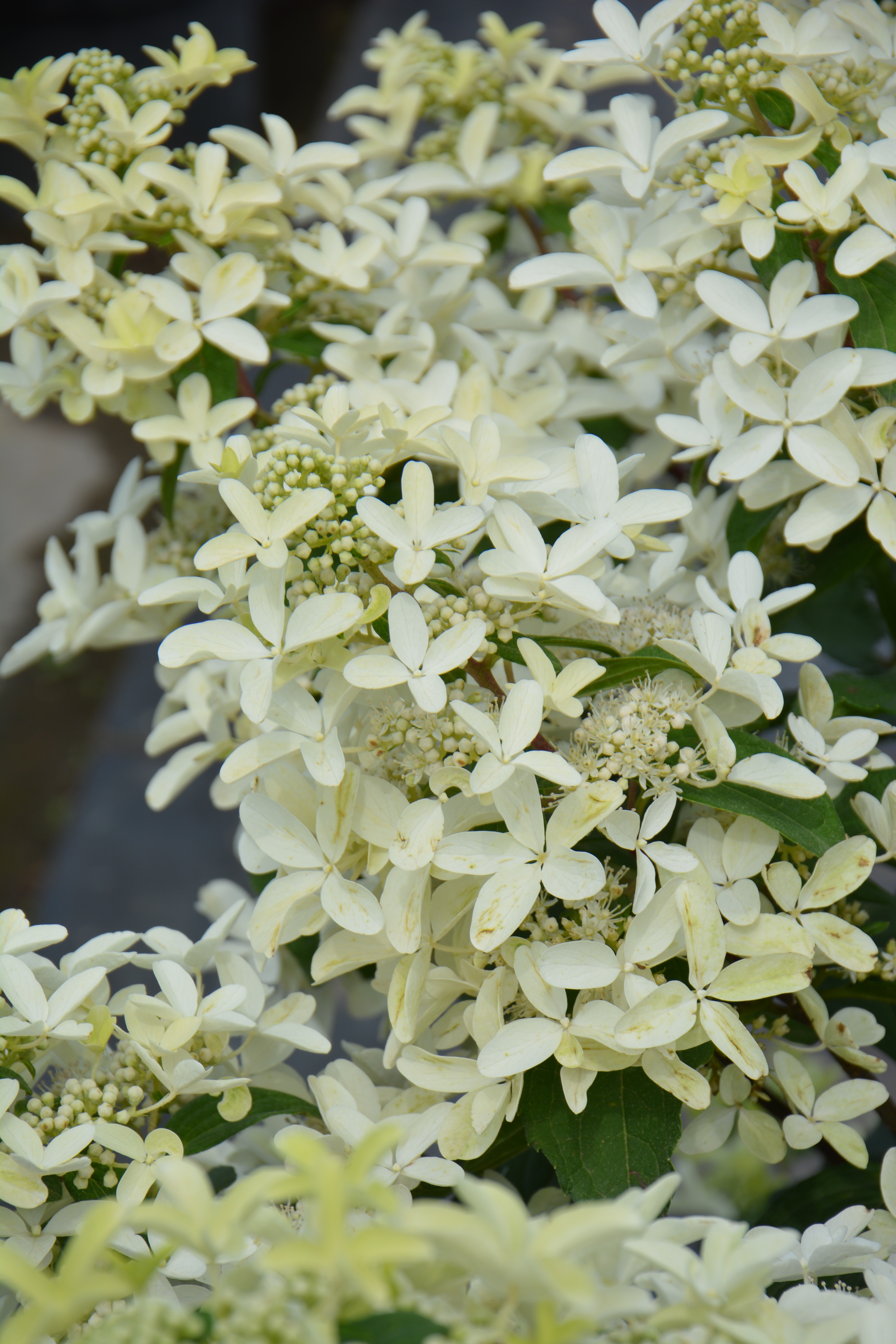 Превью изображения