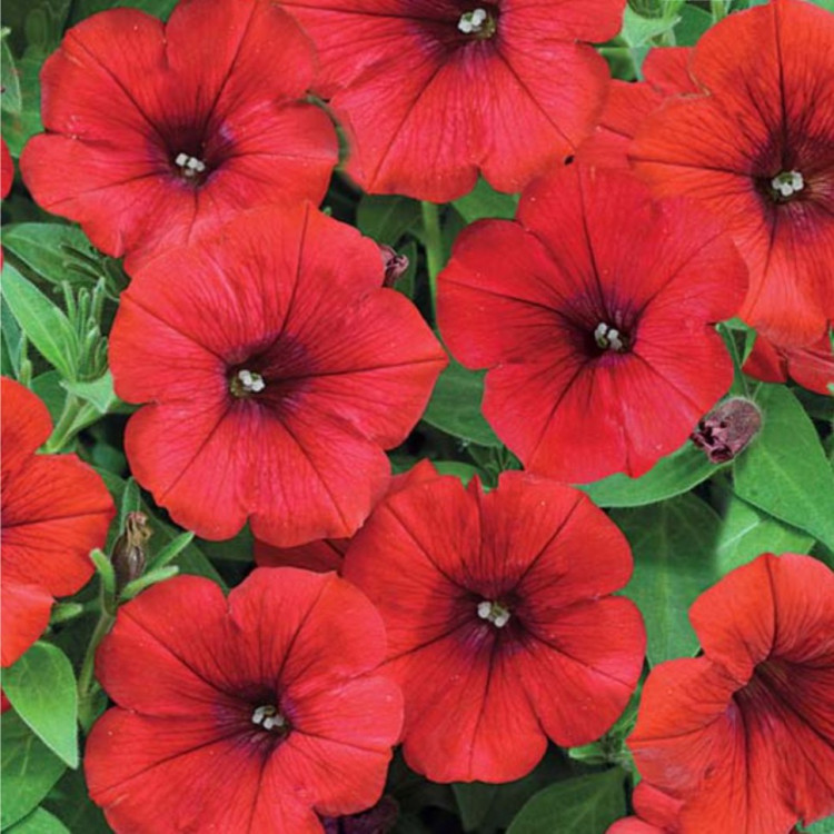 Превью изображения