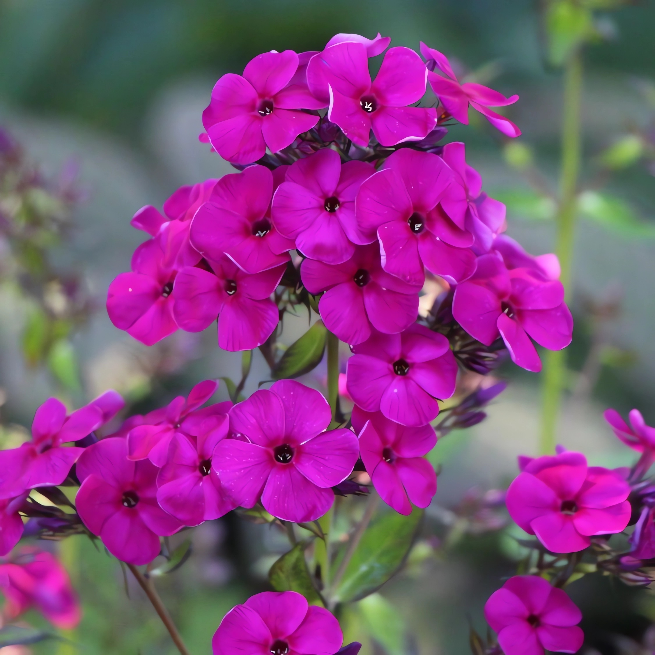 Превью изображения