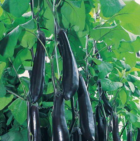 Превью изображения