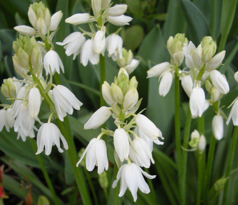 Превью изображения