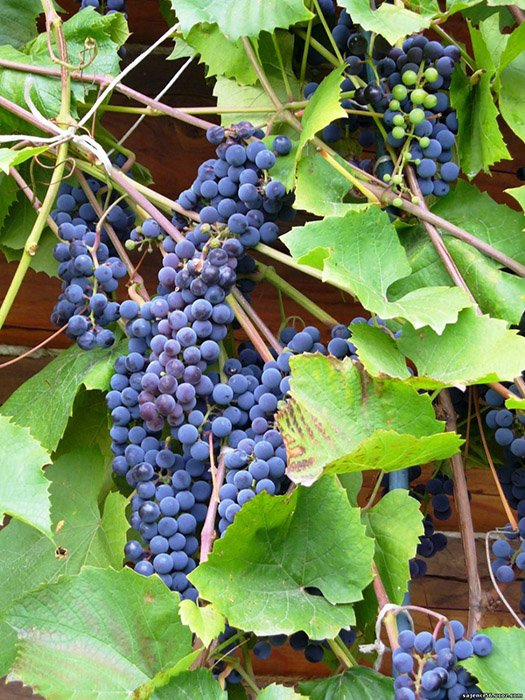 Превью изображения