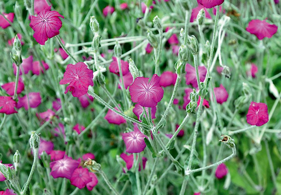 Превью изображения