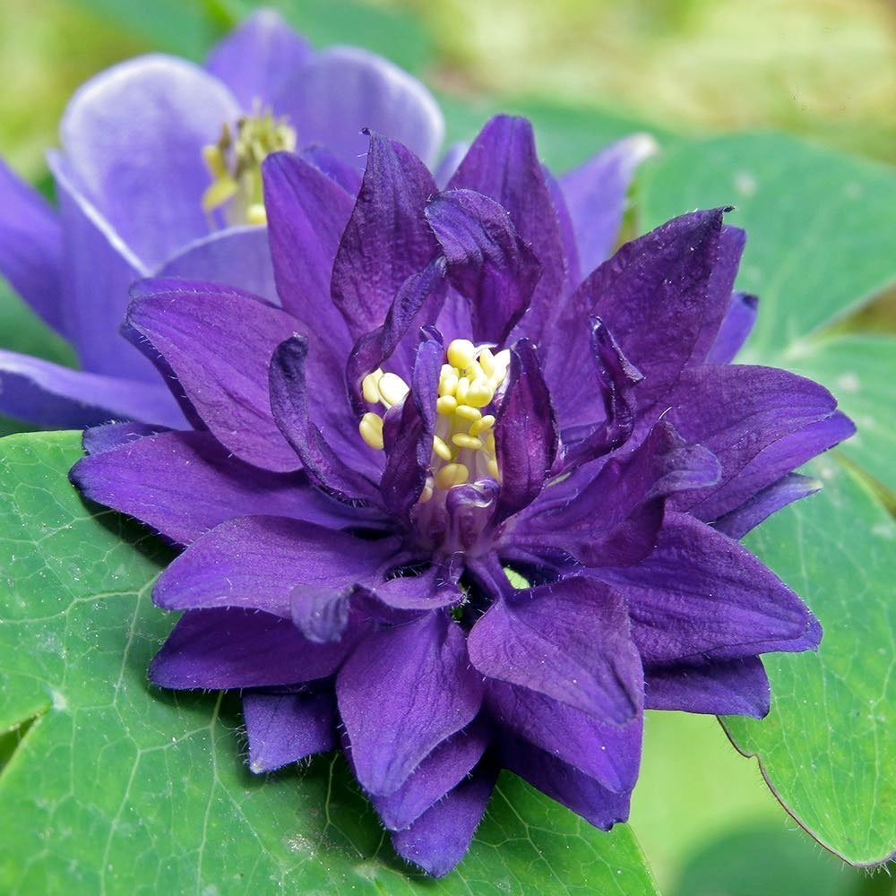 Превью изображения