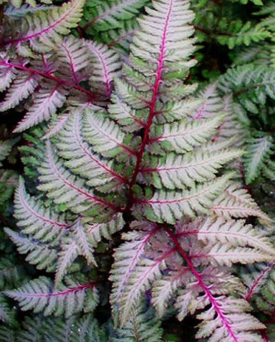 Превью изображения