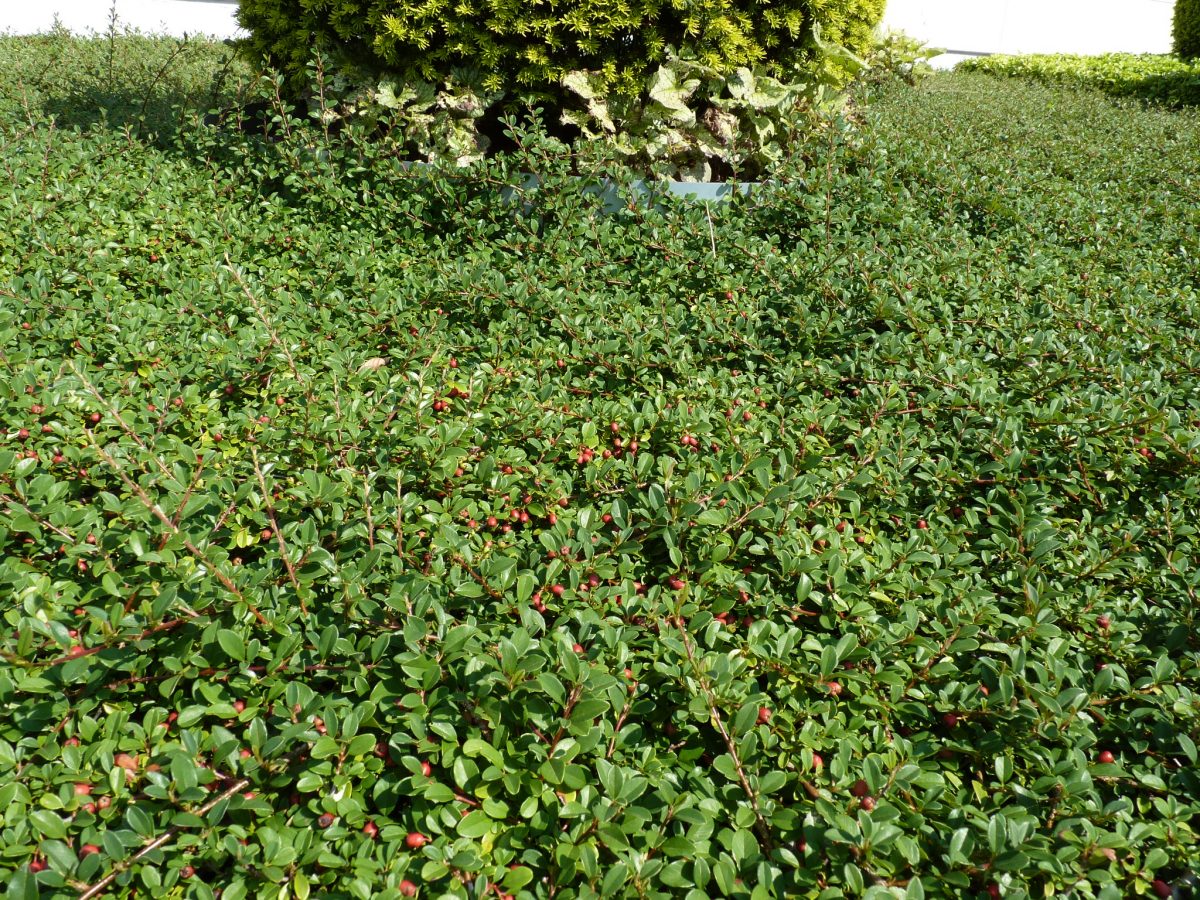 Превью изображения