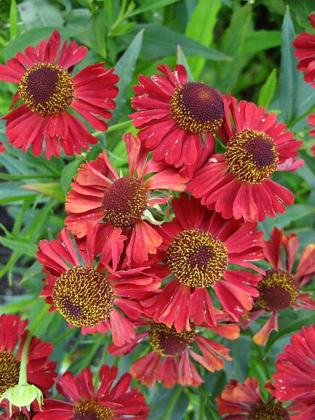 Превью изображения