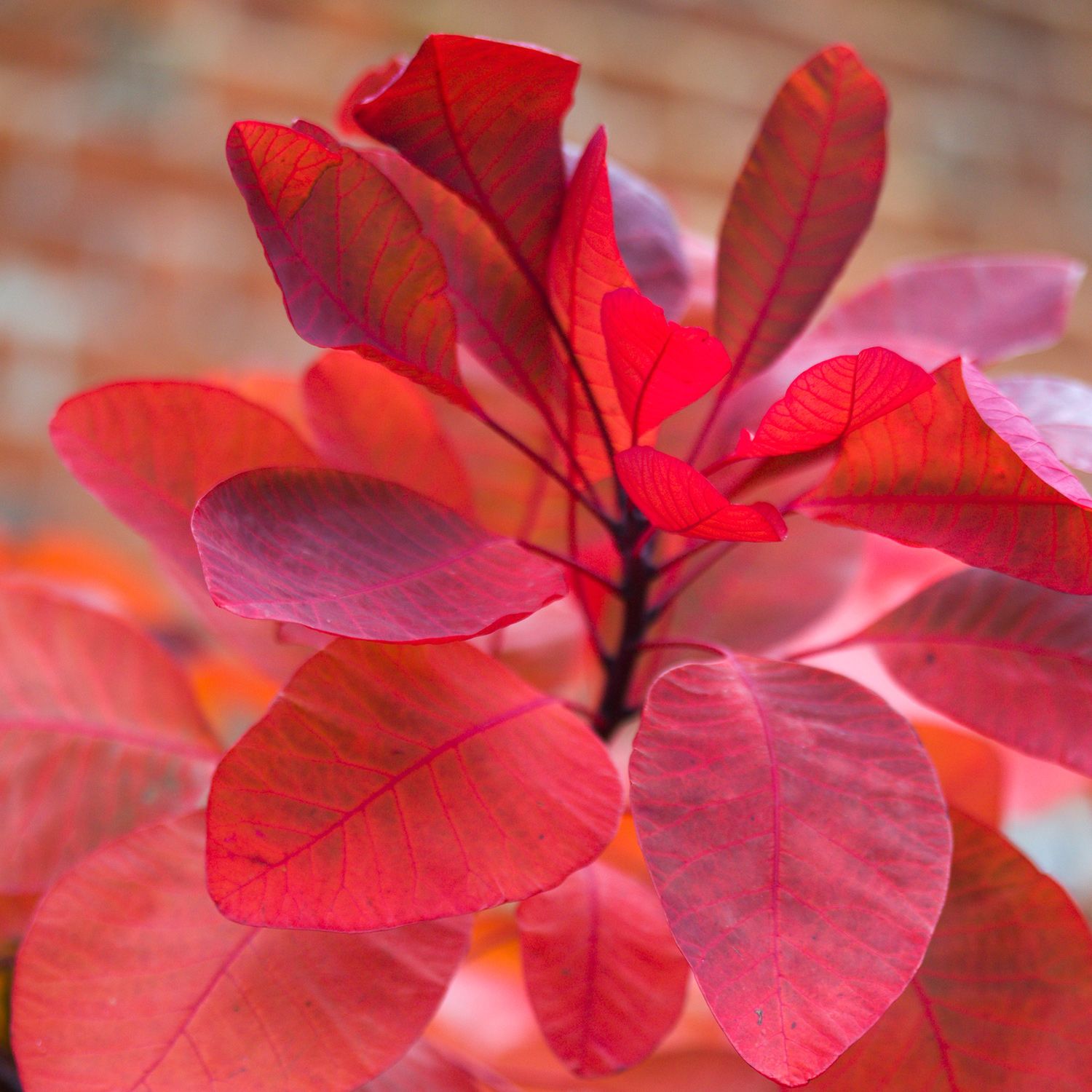 Превью изображения