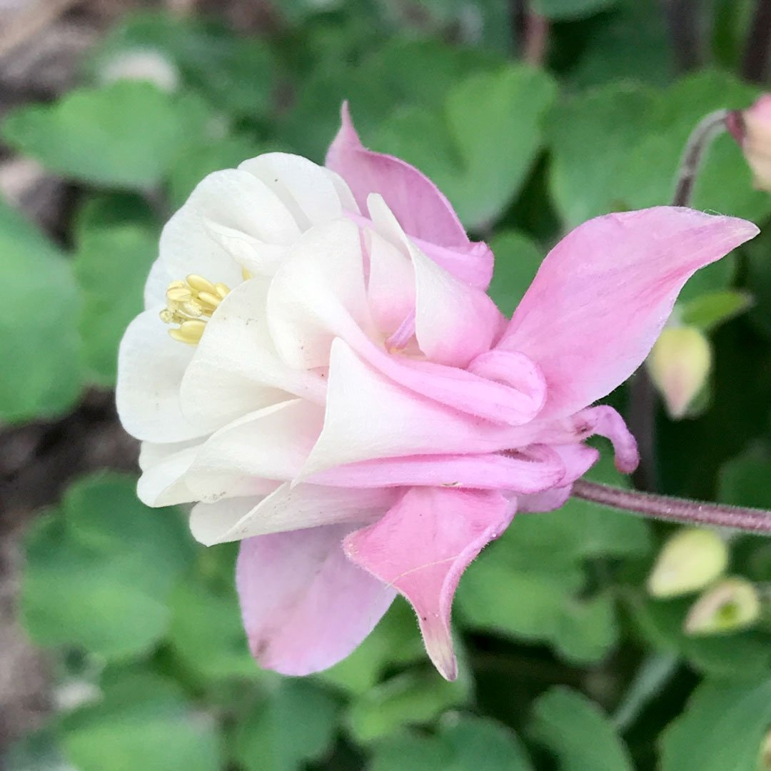 Превью изображения