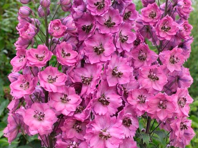 Превью изображения