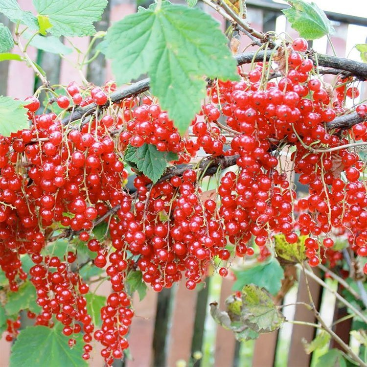 Превью изображения