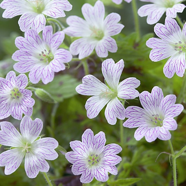 Превью изображения