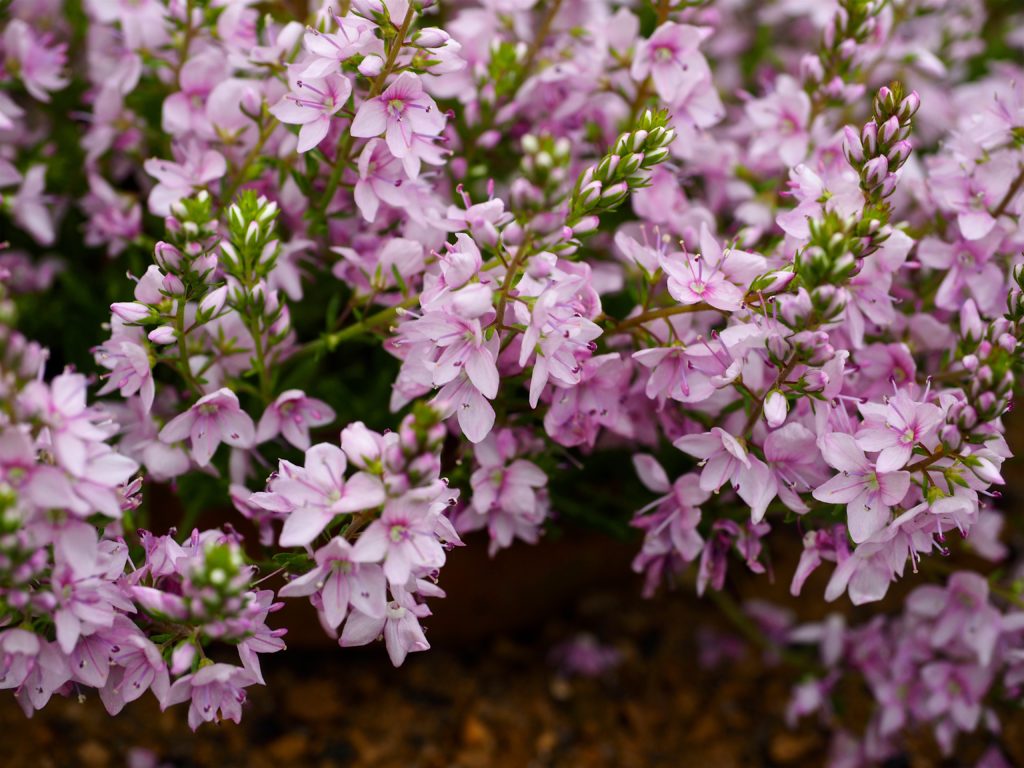 Превью изображения