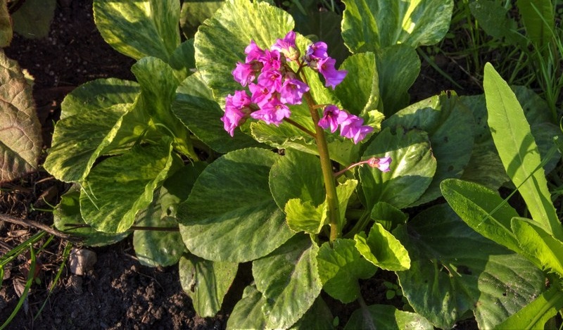 Превью изображения