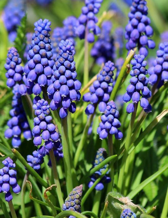 Превью изображения