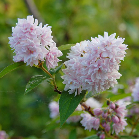 Превью изображения