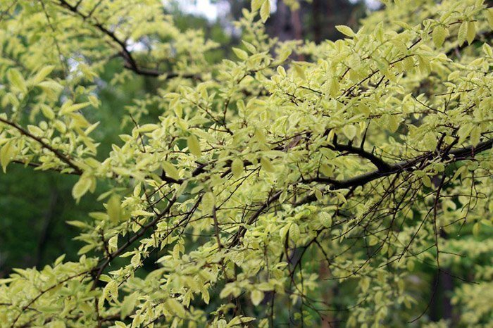 Превью изображения