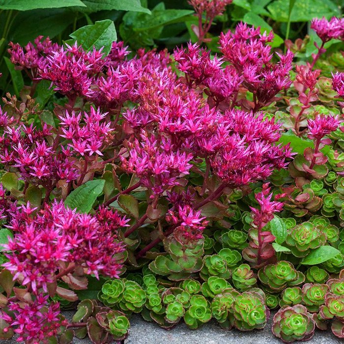 Превью изображения