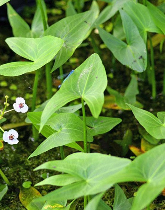 Превью изображения