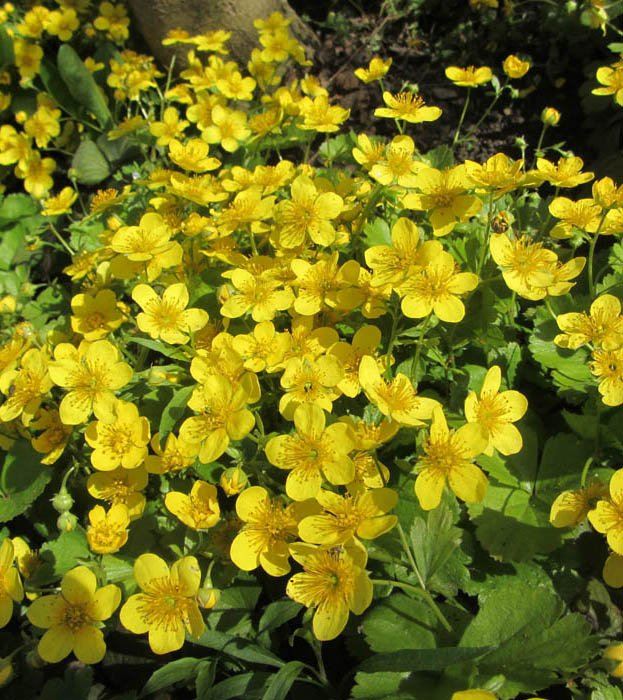 Превью изображения