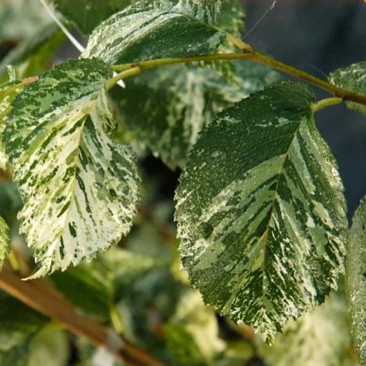 Превью изображения