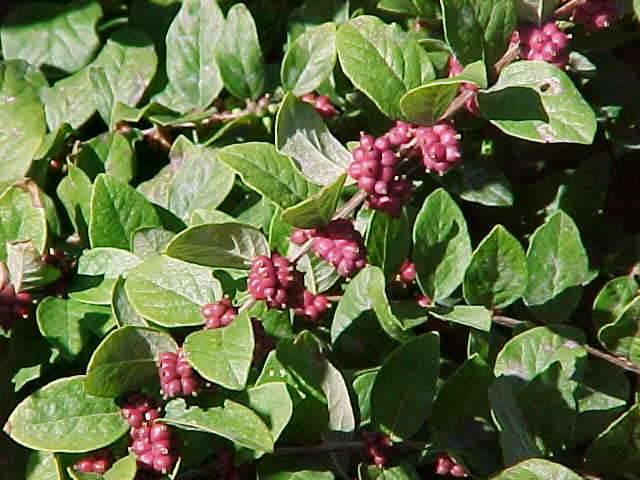 Превью изображения