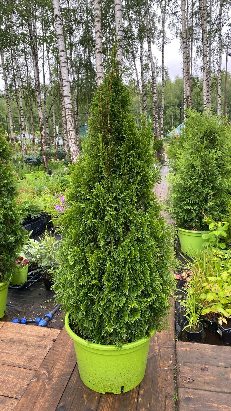 Превью изображения