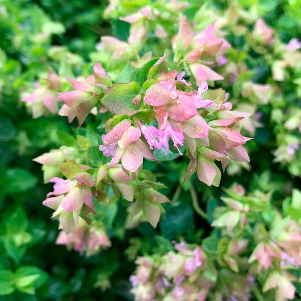 Превью изображения