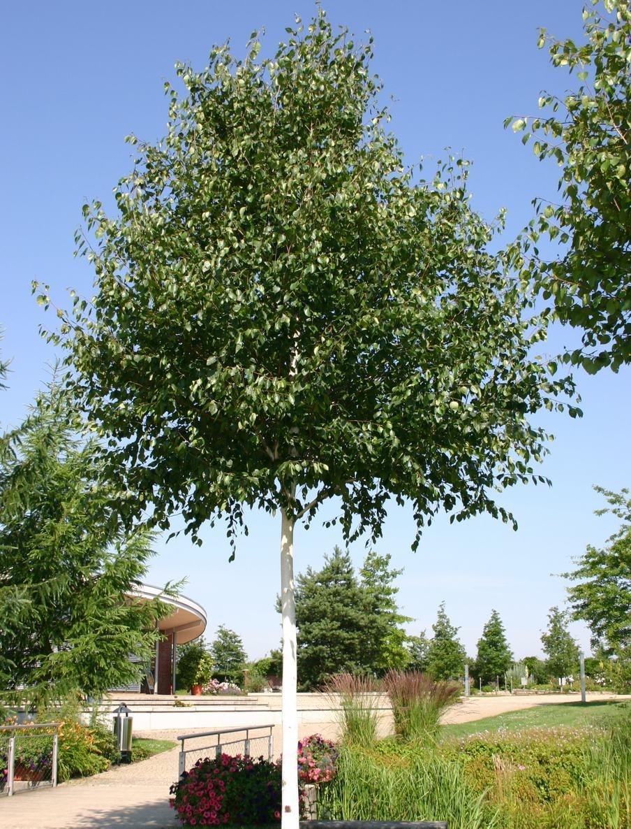 Превью изображения