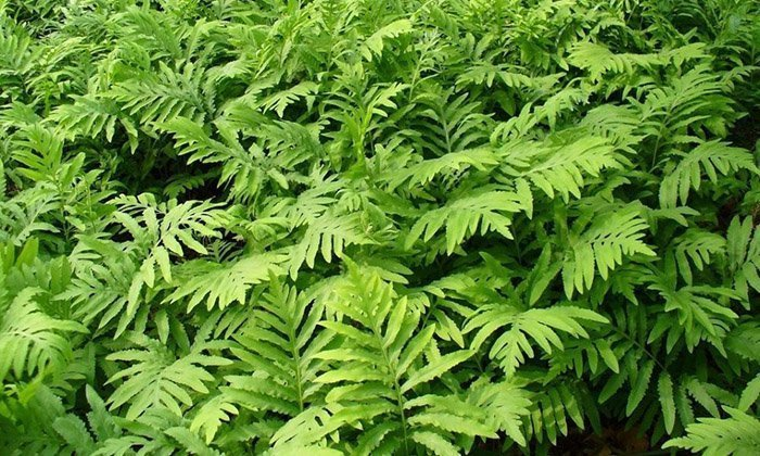 Превью изображения