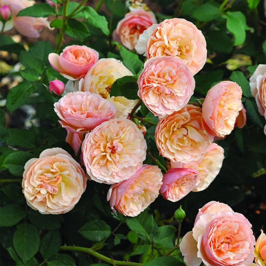 Превью изображения