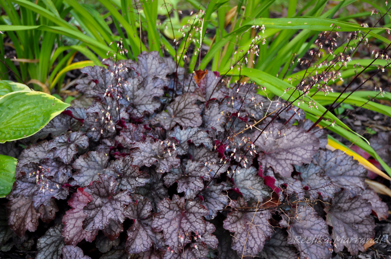 Превью изображения