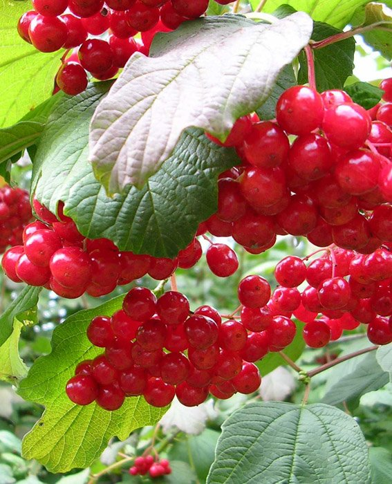 Превью изображения