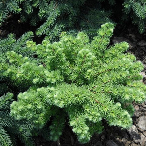 Превью изображения