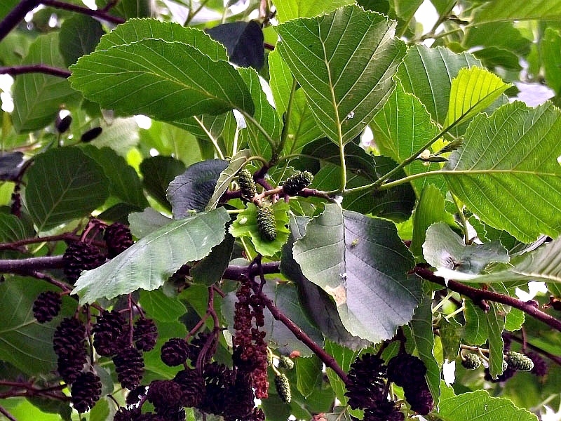 Превью изображения