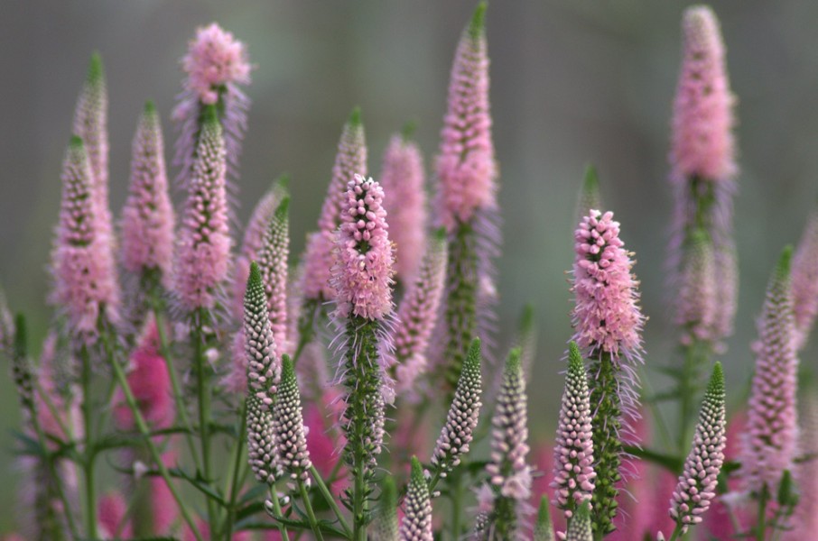 Превью изображения