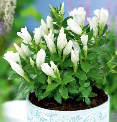 Превью изображения