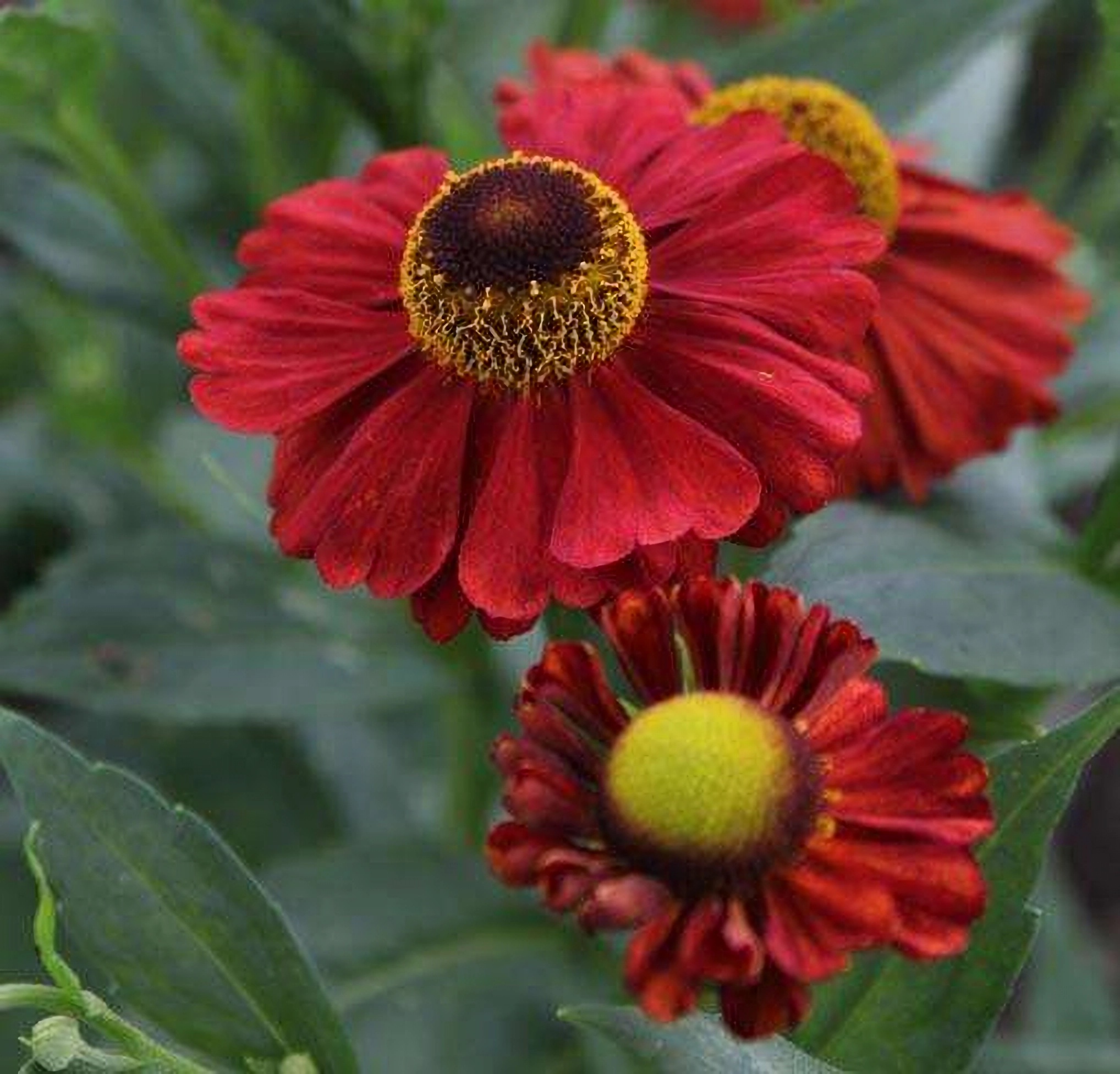 Превью изображения