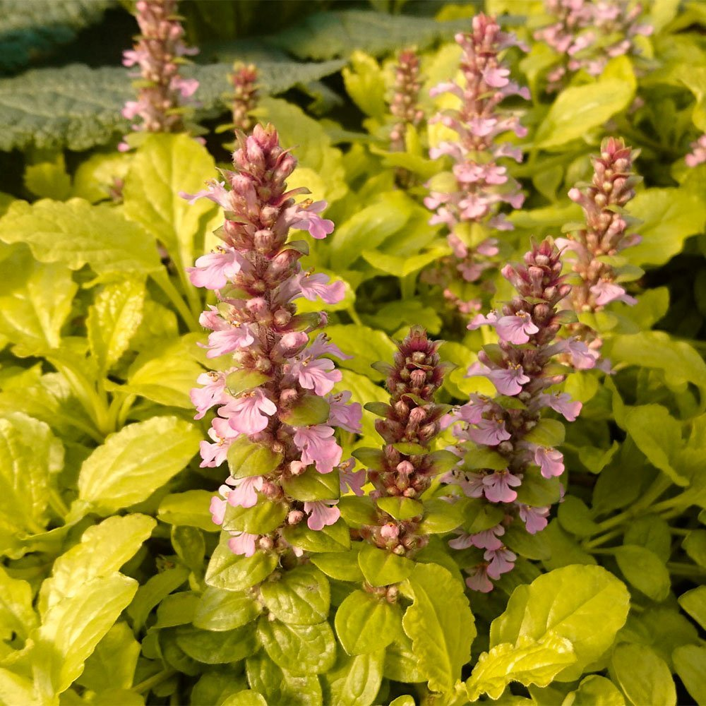 Превью изображения