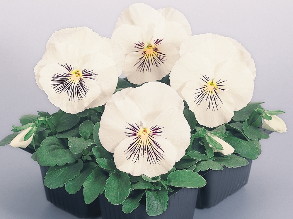 Превью изображения