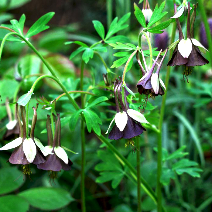 Превью изображения