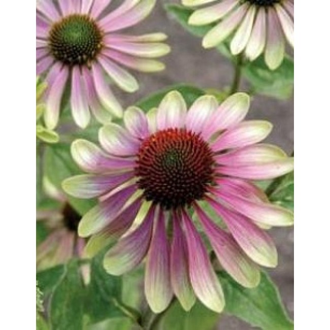 Превью изображения