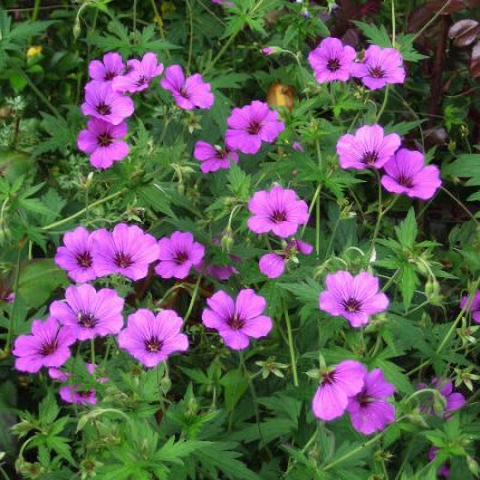 Превью изображения