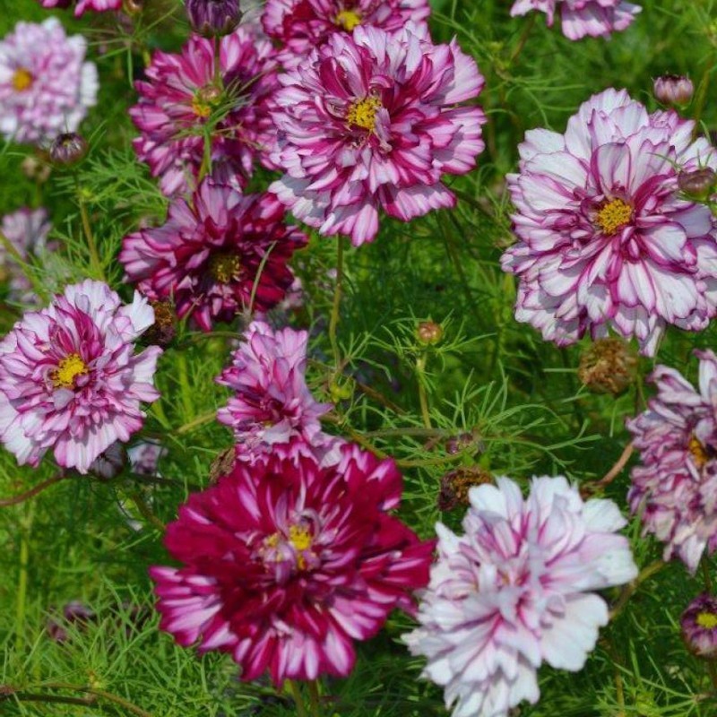 Превью изображения